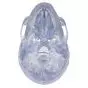 Transparent Classic Human Skull A20/T