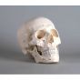 Skull model 3-parts numbered Erler Zimmer