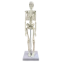 Human anatomical mini skeleton (45 cm) - Mediprem