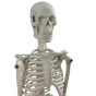 Human anatomical mini skeleton (45 cm) - Mediprem