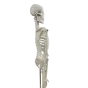 Human anatomical mini skeleton (45 cm) - Mediprem
