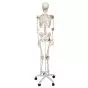 Human Ligament Skeleton, Leo, on 5 star stand A12