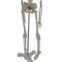 Human anatomical mini skeleton (45 cm) - Mediprem