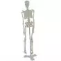 Human anatomical mini skeleton (45 cm) - Mediprem