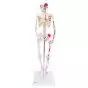 Mini Human Skeleton - Shorty - with painted muscle origins and insertions  A18/5