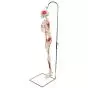 Mini Human Skeleton - Shorty - with painted muscles and hanging stand A18/6