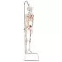 Mini Human Skeleton - Shorty - with painted muscles and hanging stand A18/6
