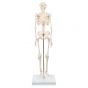 Mini Skeleton - Shorty - on a base A18