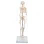 Mini Skeleton - Shorty - on a base A18