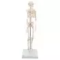 Mini Skeleton - Shorty - on a base A18