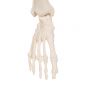 Mini Skeleton - Shorty - on a base A18