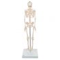 Mini Skeleton - Shorty - on a base A18