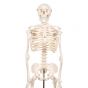 Mini Skeleton - Shorty - on a base A18