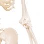 Mini Skeleton - Shorty - on a base A18