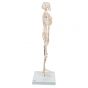 Mini Skeleton - Shorty - on a base A18