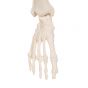 Mini Human Skeleton - Shorty - on hanging stand A18/1