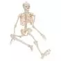 Mini Human Skeleton - Shorty - on hanging stand A18/1