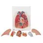 Lung Model with larynx, 7 part G15