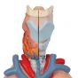 Lung Model with larynx, 7 part G15