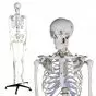 180 cm Human Anatomical Skeleton Model - Mediprem