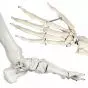 180 cm Human Anatomical Skeleton Model - Mediprem