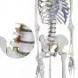 180 cm Human Anatomical Skeleton Model - Mediprem