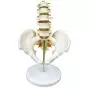 5-piece pelvis model with lumbar vertebrae - Mediprem