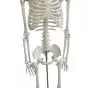 Miniature Human Skeleton Shorty 85cm - Mediprem