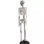 Miniature Human Skeleton Shorty 85cm - Mediprem