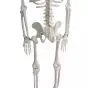 Miniature Human Skeleton Shorty 85cm - Mediprem