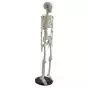 Miniature Human Skeleton Shorty 85cm - Mediprem