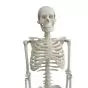 Miniature Human Skeleton Shorty 85cm - Mediprem