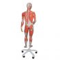 Deluxe Bisexual Muscle Figure, 45 parts, 3/4 Life Size B50