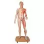 Model of caucasian bisexual human body, Life size, 39-part  B53