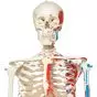 MAX, Human Skeleton Model, on 5 star roller stand A11/1