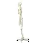 Human Skeleton Model Stan, mounted on a 5-star-base stand A10