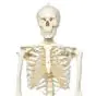 Human Skeleton Model Stan, mounted on a 5-star-base stand A10