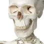 Human Skeleton Model Stan, mounted on a 5-star-base stand A10