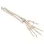 Hand Skeleton with Ulna and Radius, wire-mounted, right A40/3R