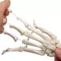 Hand Skeleton with Ulna and Radius, wire-mounted, right A40/3R