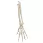 Hand Skeleton with Ulna and Radius, wire-mounted, right A40/3R