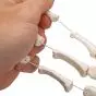 Squelette de la main sur fil de nylon, gauche A40/2L