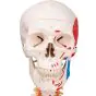 Deluxe Human Skeleton Sam, flexible with muscles and ligaments, pelvic A13