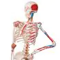 Deluxe Human Skeleton Sam, flexible with muscles and ligaments, pelvic A13