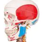 Deluxe Human Skeleton Sam, flexible with muscles and ligaments, pelvic A13