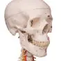 Deluxe Human Skeleton Sam, flexible with muscles and ligaments, pelvic A13