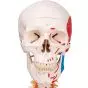 SAM, Deluxe Human Skeleton Sam, flexible with muscles origins and insertion and ligaments, A13/1