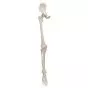 Leg Skeleton with hip bone, right  A36R