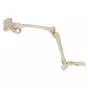 Leg Skeleton with hip bone, right  A36R