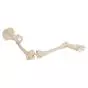 Leg Skeleton with hip bone, right  A36R